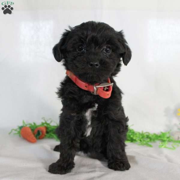 Zuri, Yorkie Poo Puppy